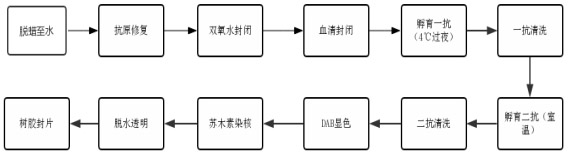 免疫组化;免疫组化检测免疫组化（芯片）