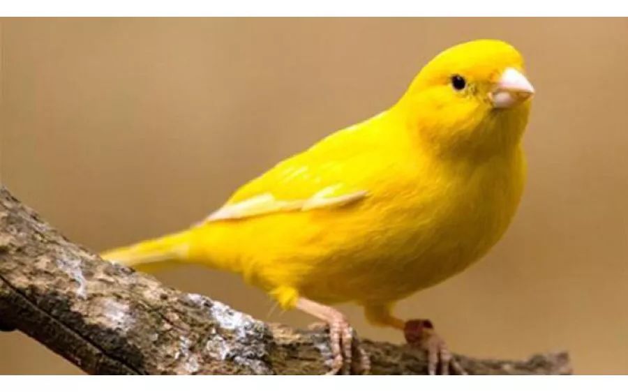 集成电路的PHM技术实现