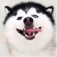 Husky哈士奇